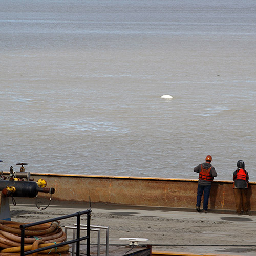 The waterway is home to many marine mammals and fish, including the endangered Cook Inlet beluga whale, which requires special operations and restricts design flexibility and construction methods.